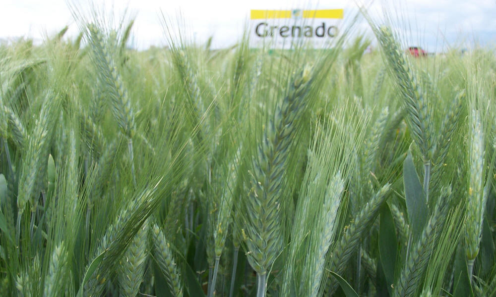 chov ozimej ražnej pšenice triticale jačmeň ovos hrach poľný fazuľa vika lucerna trávy