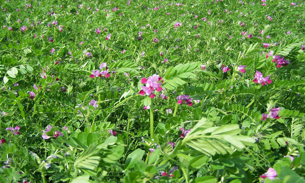 chov ozimej ražnej pšenice triticale jačmeň ovos hrach poľný fazuľa vika lucerna trávy