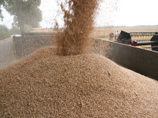chov ozimej ražnej pšenice triticale jačmeň ovos hrach poľný fazuľa vika lucerna trávy